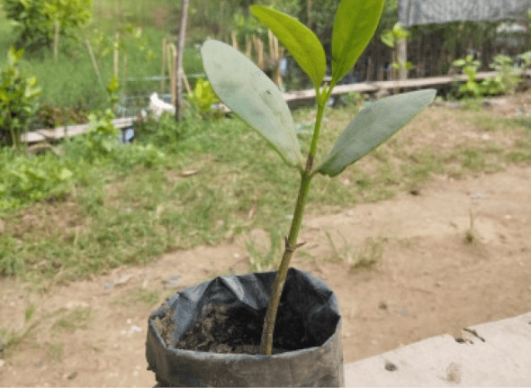 Ceriops tagal