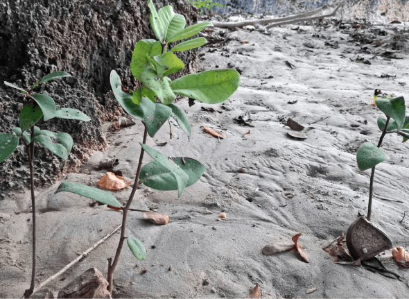 Xylocarpus granatum